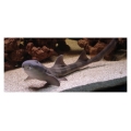 Акула кошачья коричневополосая  (Chiloscyllium punctatum)